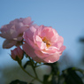 #03 Roses