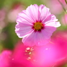 fall in flower