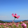 Blue＆Flower