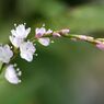 「寺家ふるさと村」の花たち1
