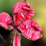 「寺家ふるさと村」の花たち2
