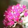 「寺家ふるさと村」の花たち3