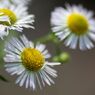 「寺家ふるさと村」の花たち5