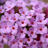 「寺家ふるさと村」の花たち6