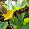 「寺家ふるさと村」の花たち8