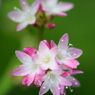 「寺家ふるさと村」の花たち9