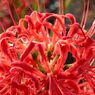 「寺家ふるさと村」の花たち11