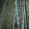 夜の竹林