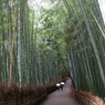 竹林の道