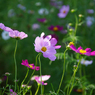 Flowers streaming in wind   Take１
