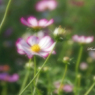 Flowers streaming in wind   Take2