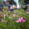 Flowers streaming in wind   Take4