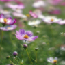 Flowers streaming in wind   Take5