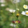 Flowers streaming in wind   Take6