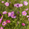 Flowers streaming in wind   Take7