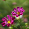 Flowers streaming in wind   Take8