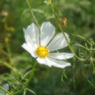 Flowers streaming in wind   Take9