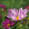 Flowers streaming in wind   Take10