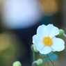 秋明菊一人咲く