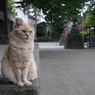 お寺のノラ