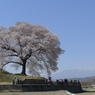 わに塚の桜