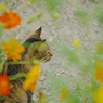 花と猫おじさん