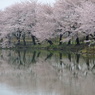 公園の桜