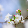 秋に咲く桜。