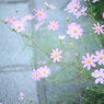 公園のコスモス１