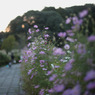 公園のコスモス３