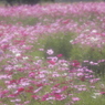 夢の花道