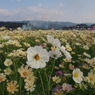 藤原京・秋桜