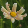 藤原京・秋桜