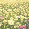 藤原京・秋桜