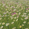 藤原京・秋桜