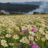 藤原京・秋桜