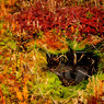 201310_joudo_02