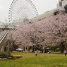 みなとみらい（春）
