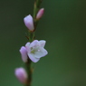 サクラタデの花一人咲く