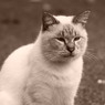 吾輩は猫である