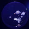 宇宙から