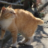島ねこ