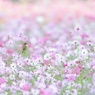 迫る朝陽
