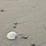 海の忘れ物