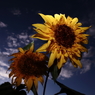 photo_2858516