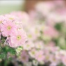 春花