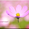 秋桜