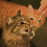 サイべりアン＆ミックス
