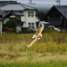 04朱鷺着地