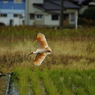０４朱鷺着地